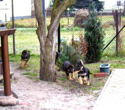 Schäferhundwelpen rein DDR /blütig in schwarzbraun