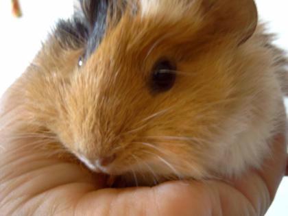 Meerschweinchen