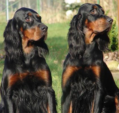 Gordon Setter Welpen VDH
