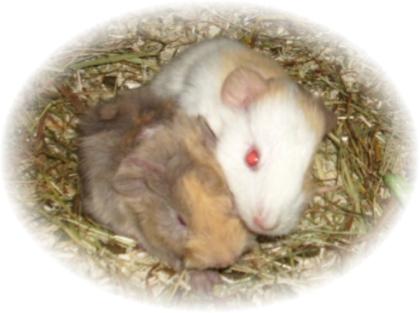 2 süße Meerschweinchen Babys in seltener Farbe www. meerschweinchen-trier. de. tl