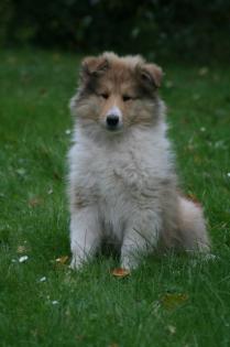 Colliewelpen VDH-Pap.