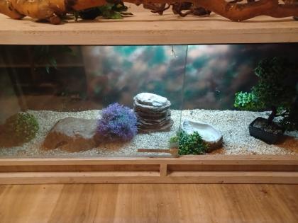 Königspython 1. 0 Butter/Spider mit großem Terrarium samt Ausstattung und zubehör