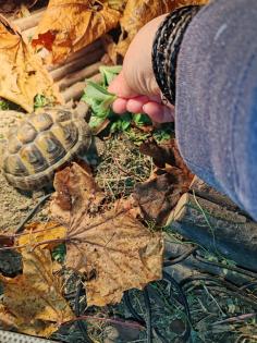 Griechische landschildkröten