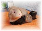 Süße Meerschweinchen Babys abzugeben www. meerschweinchen-trier. de. tl