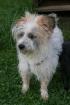 Kleiner LAGUN sucht eine liebe Familie