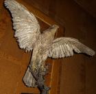 Habicht Falke Präparat 89cm flügelspann