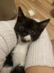 Kitten 12w sucht ein liebevolles Zuhause
