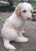 Goldendoodle Fb1 Welpe Rüde Apricot Parti Harlekin wie Labradoodle