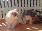 Süße Katzenbabys
