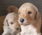 Weimardoodle wie Goldendoodle Labradoodle Pudel Weimaraner