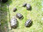 Köhlerschildkröten abzugeben