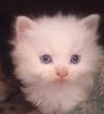Maincoon Mix Kitten Katze Kater Perser