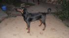 Dobermannjunghund